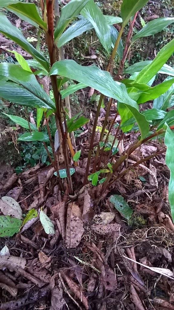 Importance of organic mulches in large cardamom (Amomum subulatum Roxburgh) in Sikkim