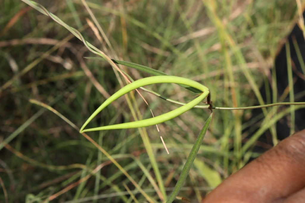 Botanists from Andhra Pradesh reports a new species Brachystelma nigidianum of apocynaceae